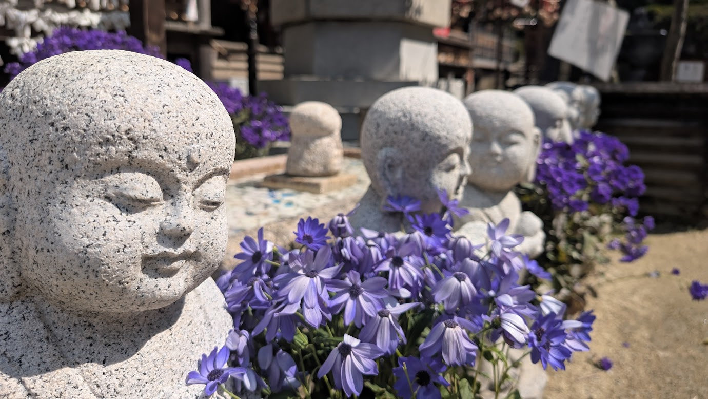 奈良県明日香村、岡寺の境内に並ぶ穏やかな表情の小さなお地蔵様。手前には鮮やかな紫色のサイネリア(シネラリア)の花が咲き乱れ、春の柔らかな光に包まれている癒やしの風景(2026年3月30日撮影)。