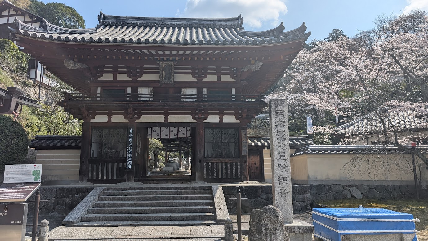 奈良県明日香村、岡寺(龍蓋寺)の重要文化財「仁王門」。重厚な入母屋造の門を囲むように、満開の桜が薄ピンク色の花を咲かせている。春の陽光が降り注ぐ、華やかで荘厳な寺院の入り口(2026年3月30日撮影)。