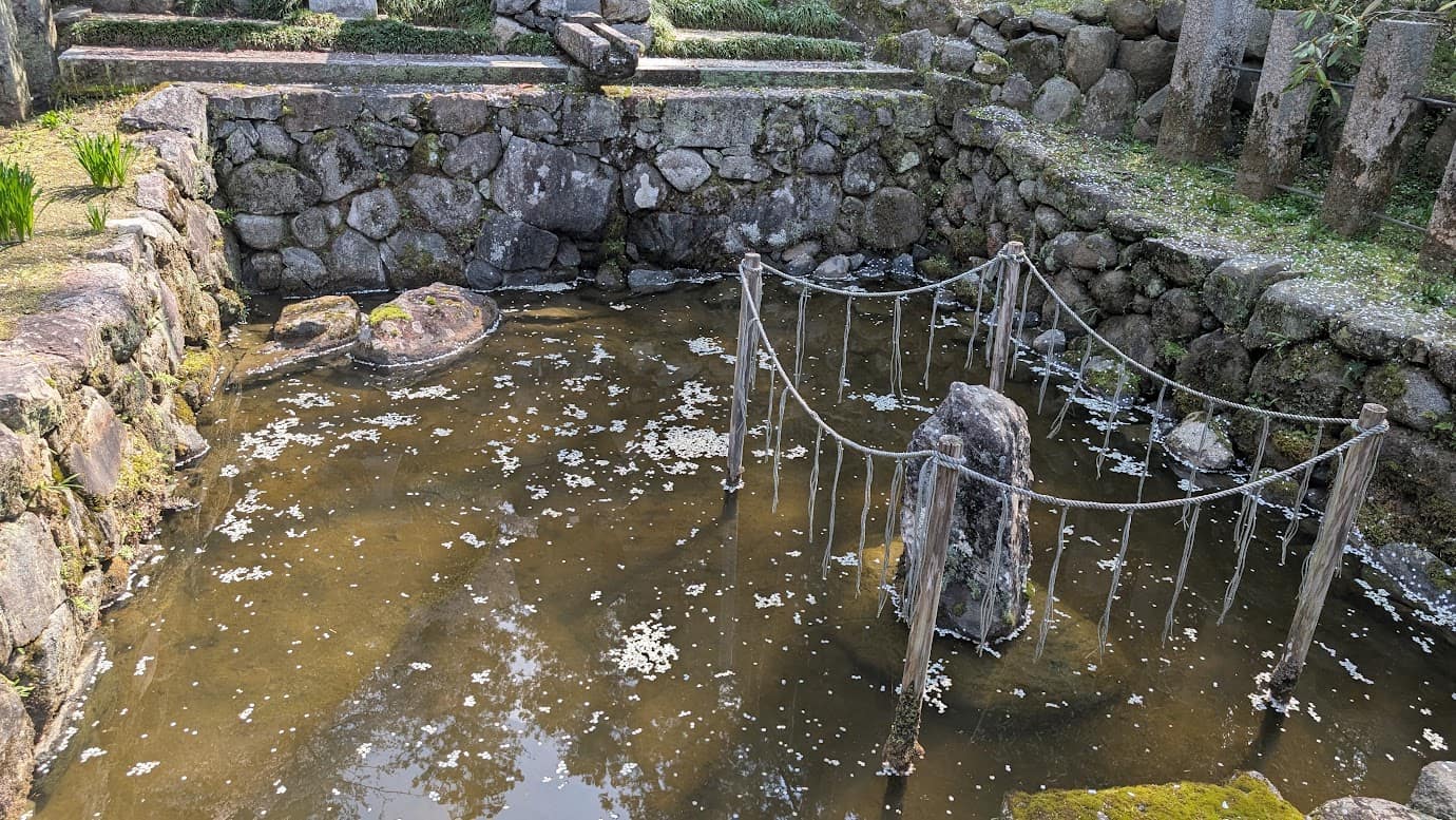 奈良県明日香村、岡寺の境内にある龍蓋池。石垣に囲まれた小さな池の中央に、注連縄が張られた大きな石が鎮座している。水面には桜の花びらが浮かび、周囲の苔むした石組みが歴史を感じさせる静寂な風景(2026年3月30日撮影)。