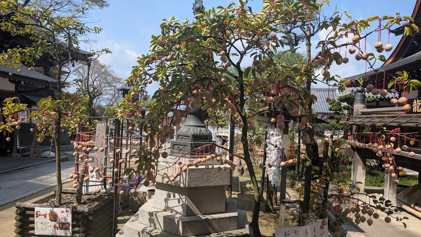 奈良県明日香村、岡寺の境内にたくさん掛けられた木製の「龍玉願い珠」。赤い紐で吊るされた丸い木の玉が、境内の木々を飾っている。左下には「願龍・願い珠(600円)」の説明書きがあり、春の陽光の中で静かに揺れている風景(2026年3月30日撮影)。