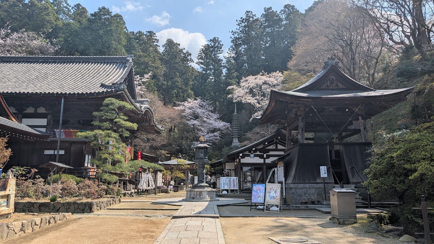 奈良県明日香村、岡寺の境内全景。左側に重厚な本堂、右側に立派な鐘楼があり、その間を満開の桜が彩っている。石畳の参道が奥へと続き、背後には深い山林と青空が広がる春の風景(2026年3月30日撮影)。