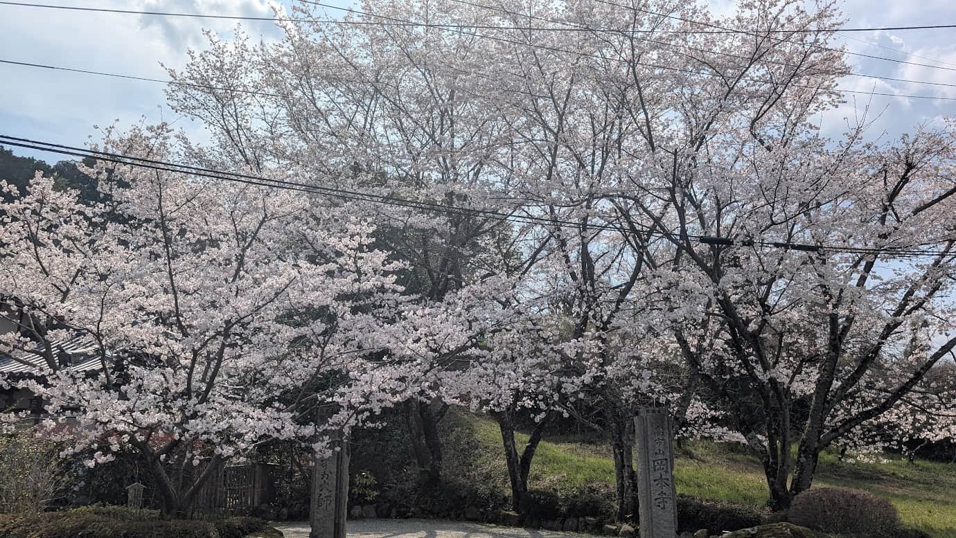 奈良県明日香村、岡寺のすぐ隣にある岡本寺(おこうじ)の入口。「高市山 岡本寺」と刻まれた古い石の寺標が立ち、背後には空を覆い尽くさんばかりの満開の桜が咲き誇っている春の風景(2026年3月30日撮影)。
