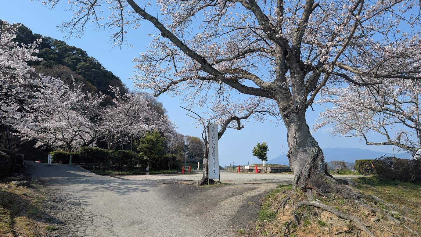 奈良県明日香村、橘寺の第一駐車場入口。大きな桜の木が枝を広げ、中央には「参拝者以外の駐車はご遠慮下さい」と書かれた白い案内板が立つ。坂道を登った先が駐車場となっており、周囲にも満開の桜が咲いている風景（2026年3月30日撮影）。