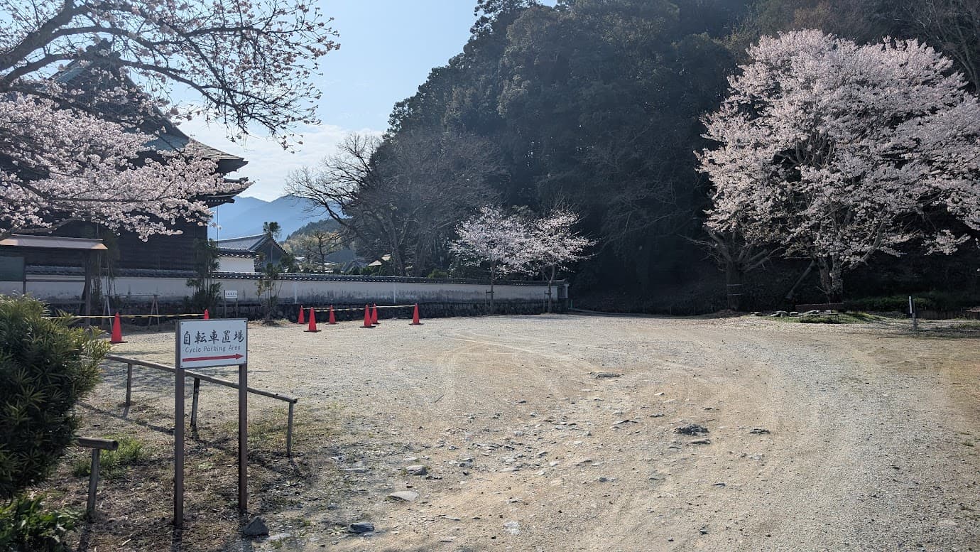 奈良県明日香村、橘寺の第二駐車場。地面は未舗装の砂利・土の状態で、駐車位置を示す白線は引かれていない。周囲には満開の桜が並び、広々とした駐車スペースが広がっている風景（2026年3月30日撮影）。