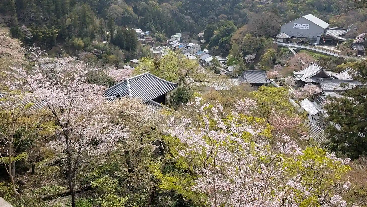 長谷寺の本堂（舞台）から、桜が咲き誇る境内と門前町の瓦屋根を見下ろした風景。手前には桜の木々、奥には修復中の建物や初瀬山の谷あいに広がる寺院群が写っている。
