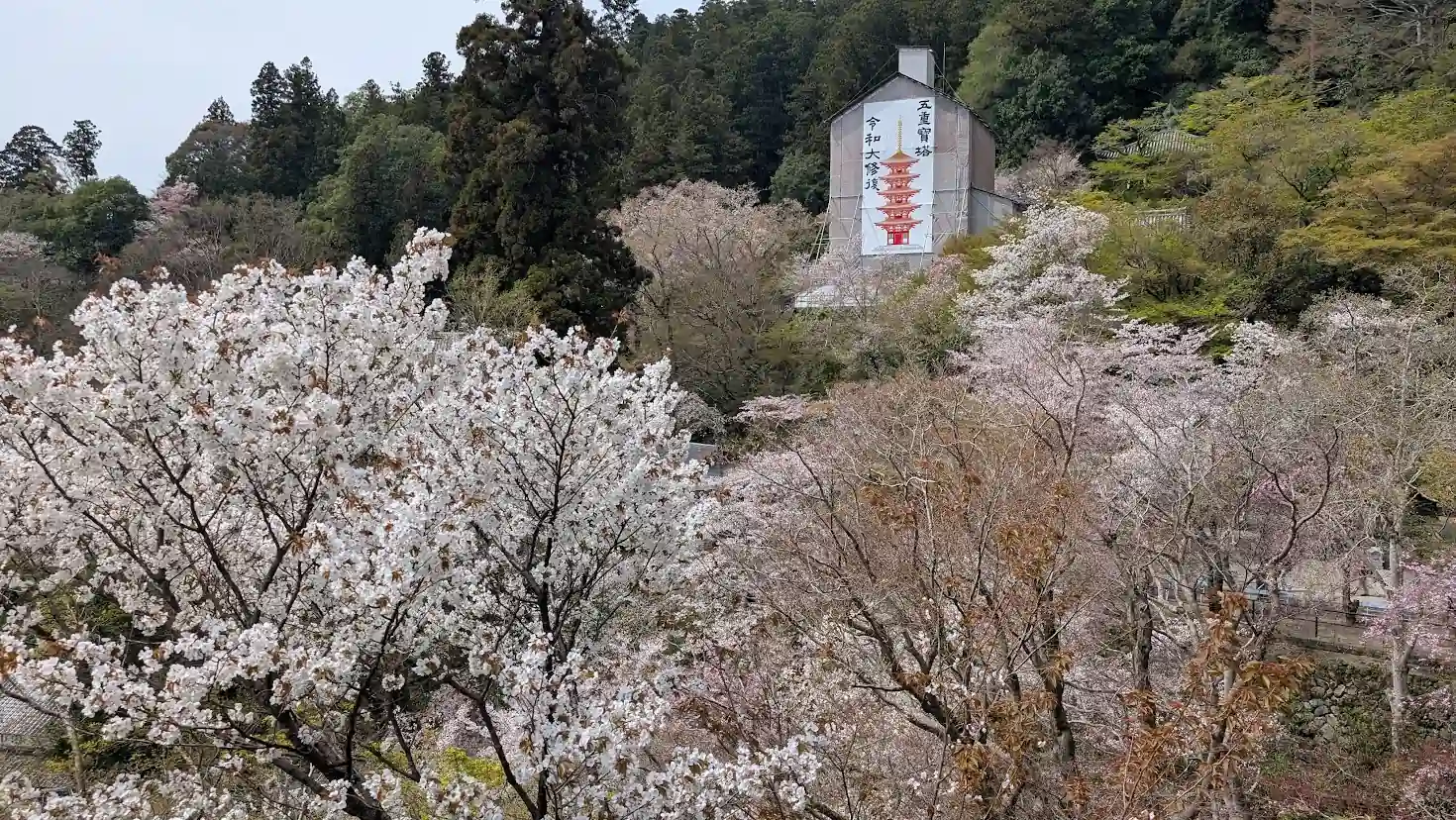長谷寺の本堂（舞台）から見下ろした春の絶景。手前に満開の桜が広がり、奥には「令和大修復」の幕に包まれた五重塔と、初瀬山の豊かな緑が写っている。