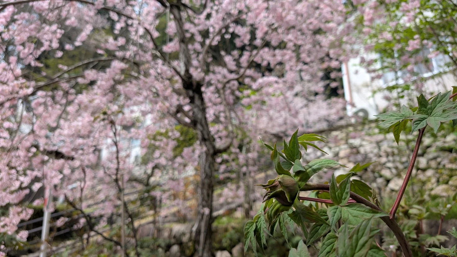 長谷寺の境内で、満開の桜を背景に、手前で大きく膨らんだシャクナゲのつぼみを捉えた写真。薄紅色の桜と、生命力あふれるシャクナゲのつぼみの対比。