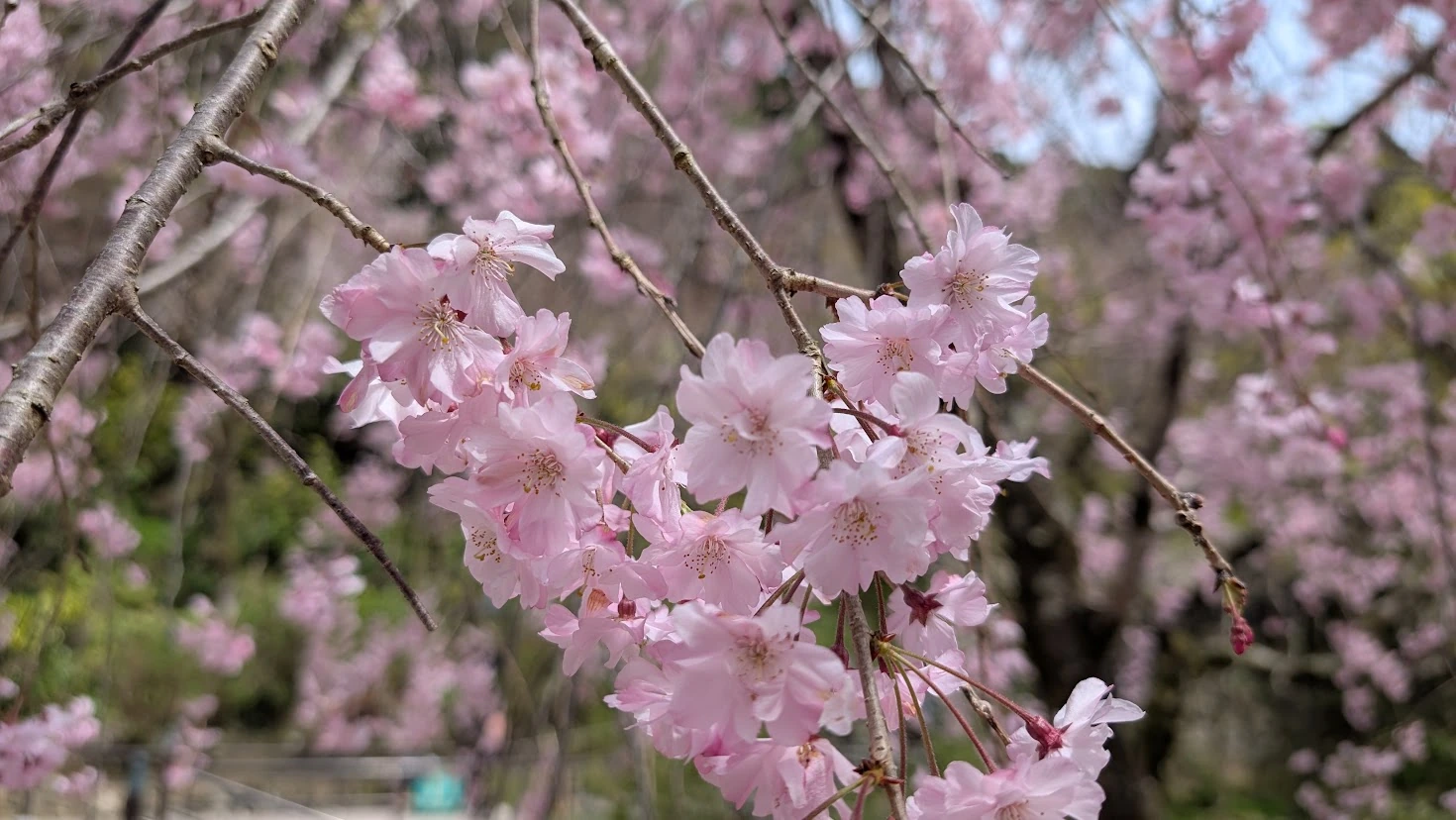 長谷寺の境内で咲き誇る桜の花のアップ。淡いピンク色の花びらが幾重にも重なり、背景には春の柔らかな光がボケて写っている幻想的な風景。