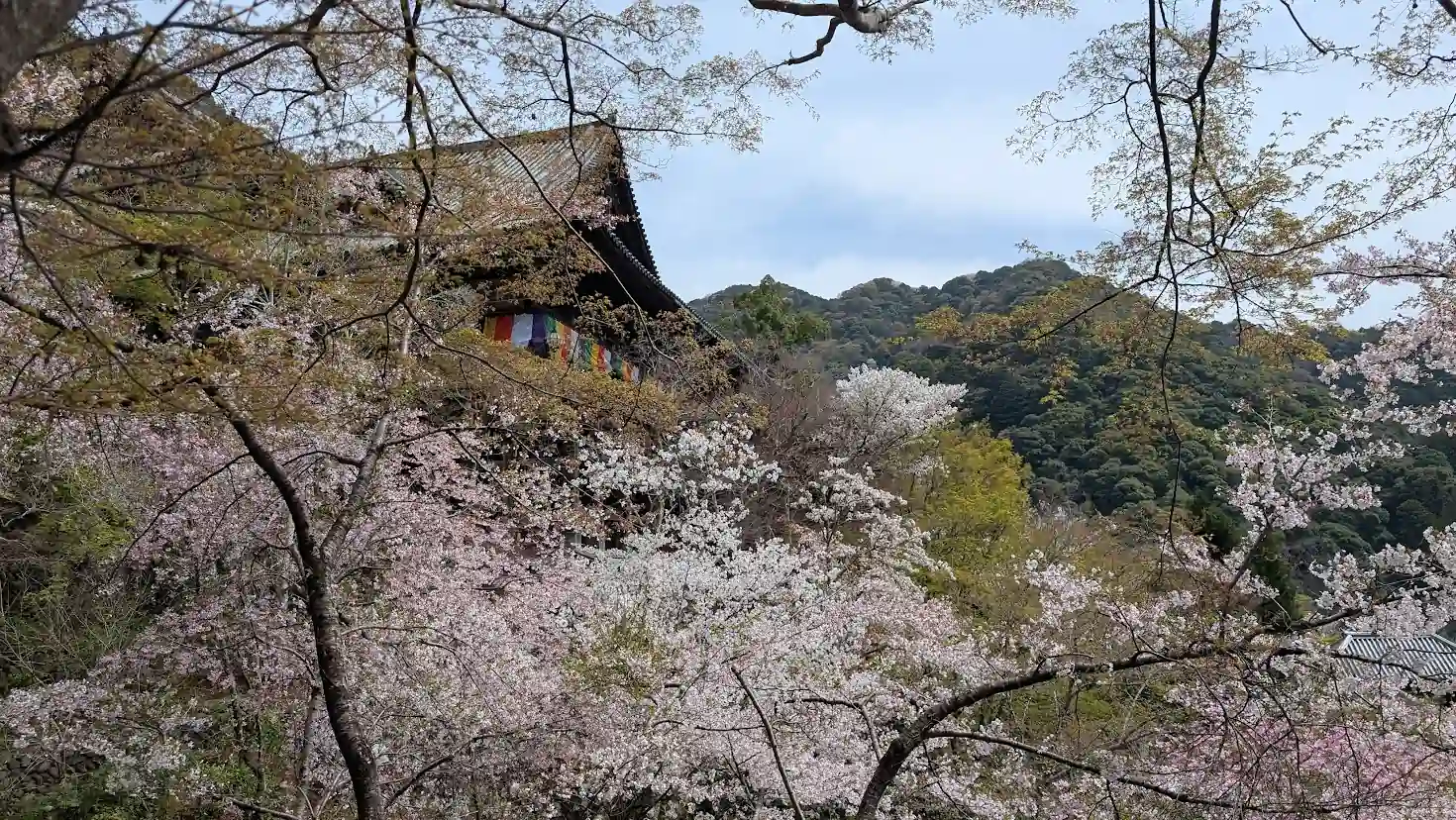 奈良県桜井市・長谷寺の春の風景。山を覆う満開の桜並木の奥に、五色幕が飾られた本堂（国宝）が建ち、新緑の山々が背景に広がっている。