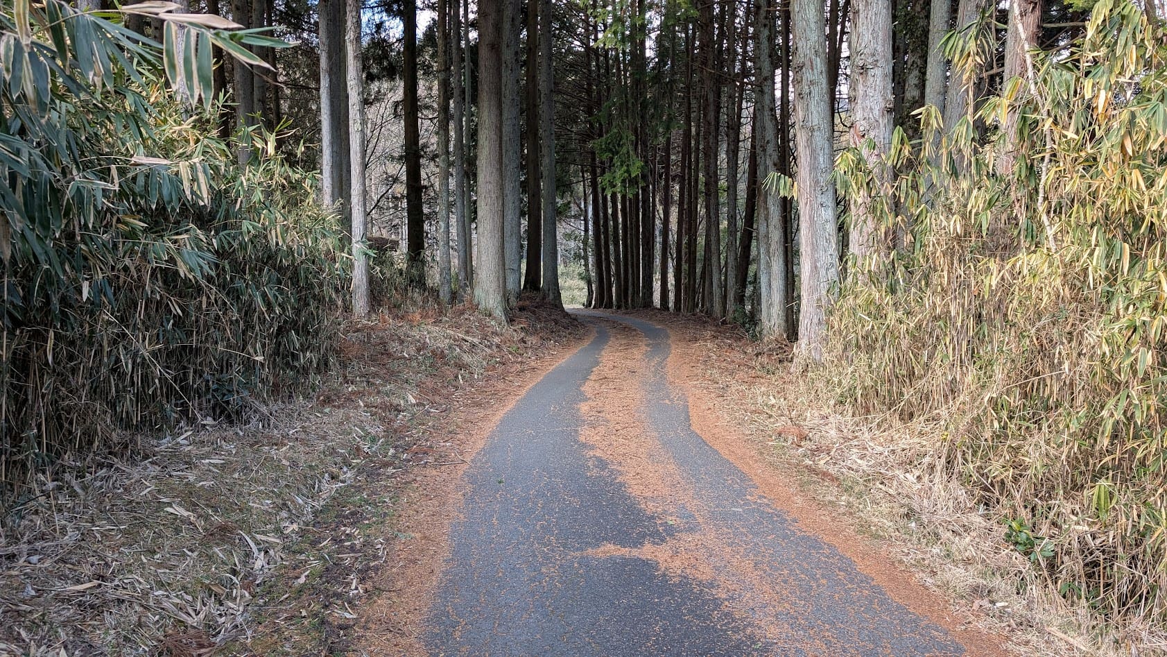 奈良 室生 龍王ヶ渕 狭い山道②