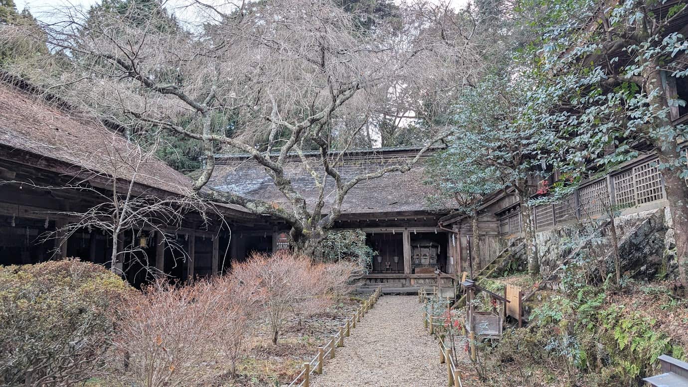 奈良県吉野町、世界遺産・吉野水分神社の境内全景。中庭を囲むように茅葺屋根の回廊と社殿が並び、中央には大きな枝垂れ桜の古木がある。冬の落ち着いた色調に包まれた、三殿一棟造りの重厚な建築美（2026年1月撮影）。