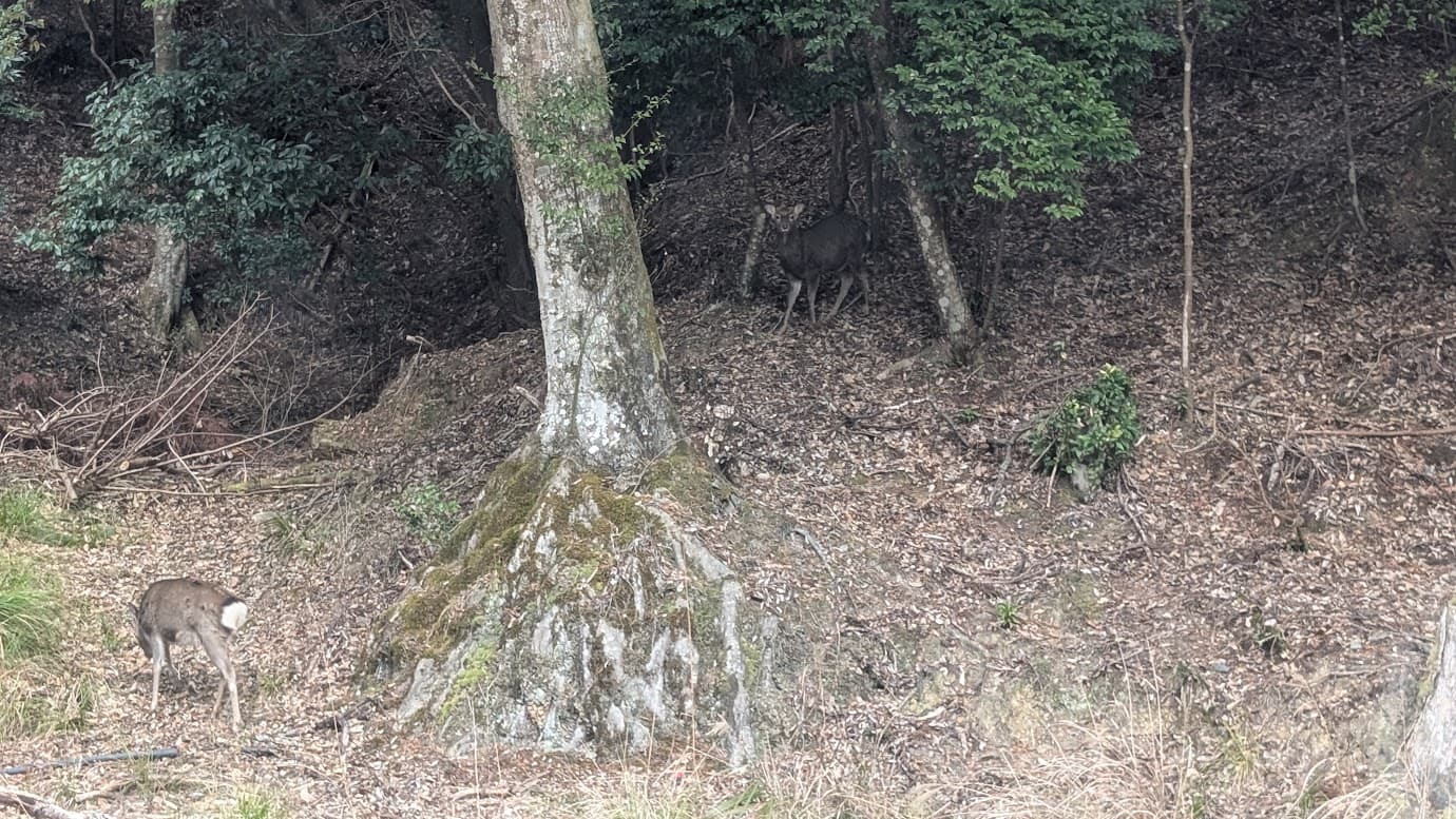奈良県吉野町、如意輪寺へ続く静かな山道。冬の枯れ葉が積もる斜面で、1頭は斜面をじっと見つめ、もう1頭は木陰からこちらを伺っている2頭の野生の鹿（2026年1月撮影）。