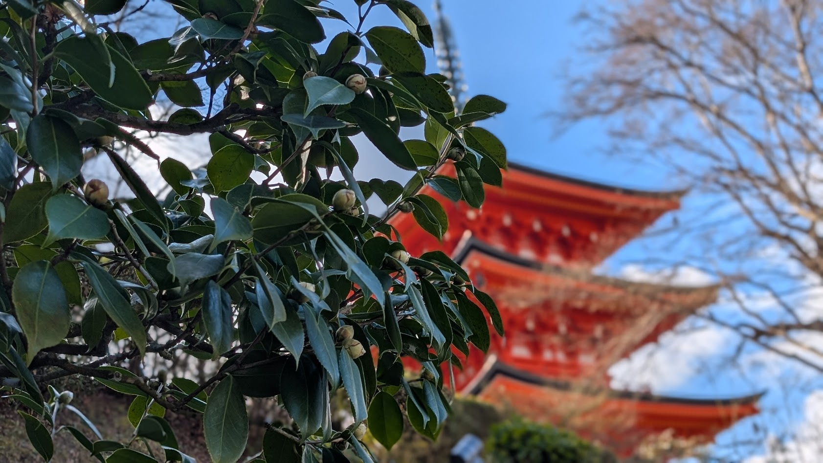 奈良 岡寺 三重塔