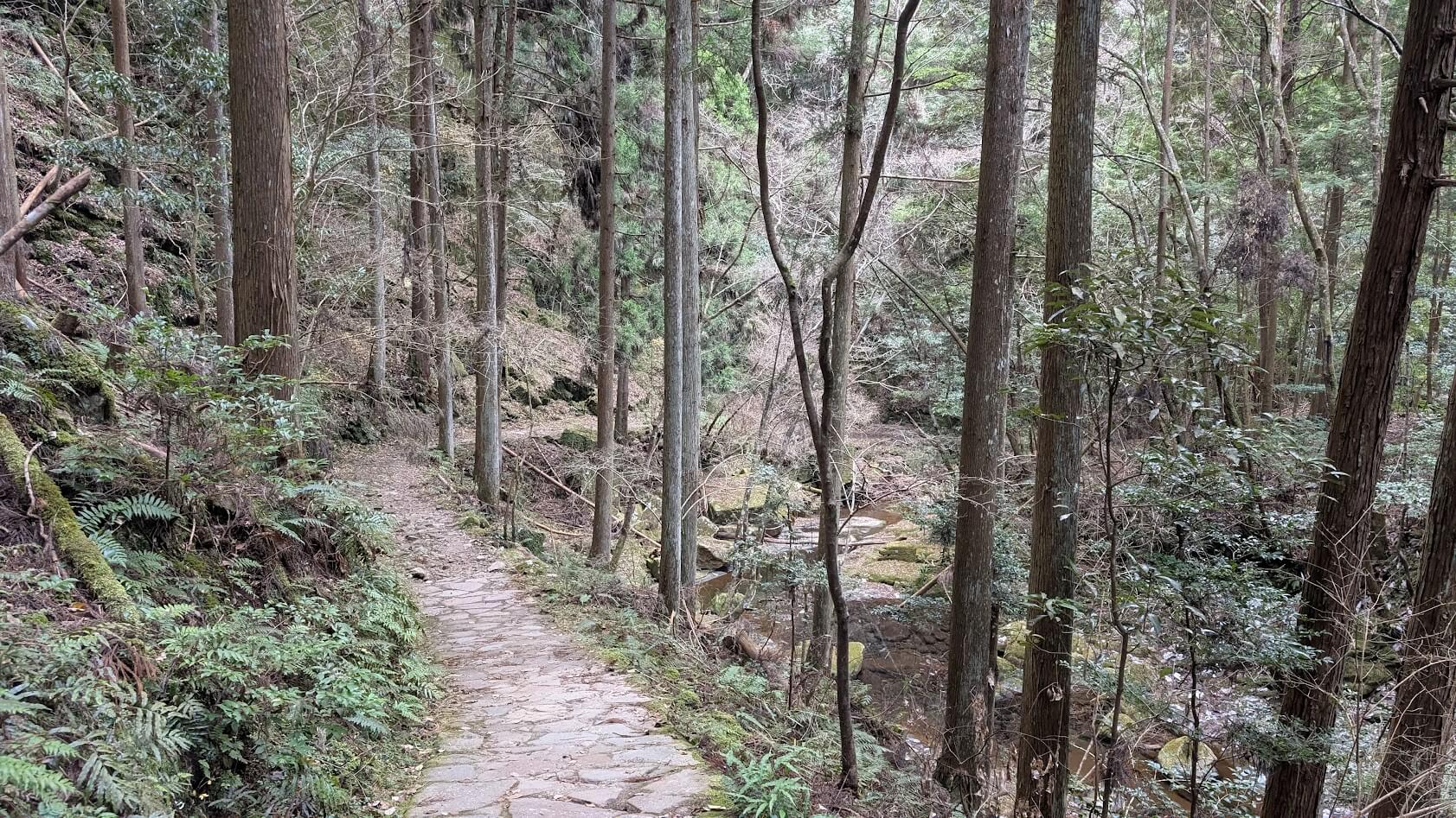 奈良 龍鎮神社 山道 4