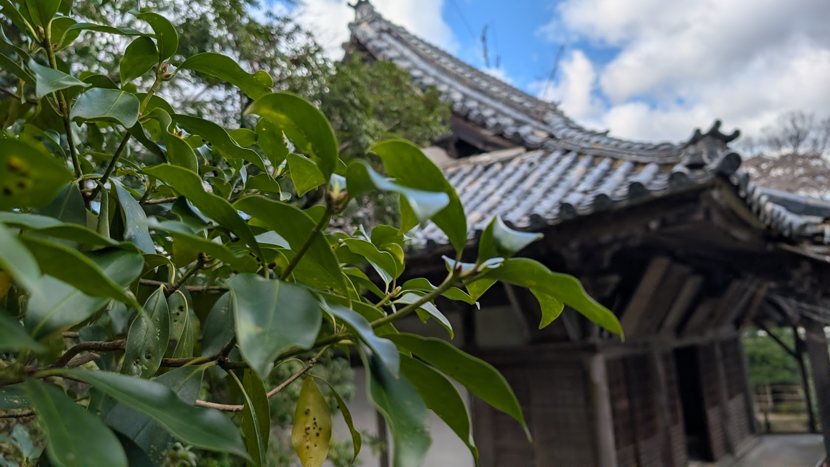 奈良 吉野 竹林院群芳園 椿と本堂