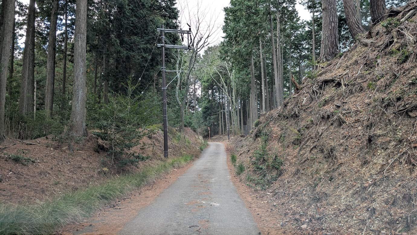 両脇を高い土手と杉林に囲まれた、極めて狭い切通しの道。車一台がやっと通れる幅で、路面には杉の葉が散乱している(2026年1月撮影)。