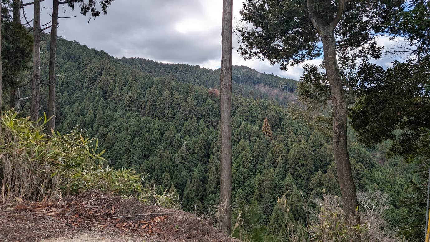 金峯神社への道中から望む吉野の山々の景色。杉の巨木の間から、幾重にも重なる冬の青い稜線と深い谷が見渡せる広大な風景(2026年1月撮影)。