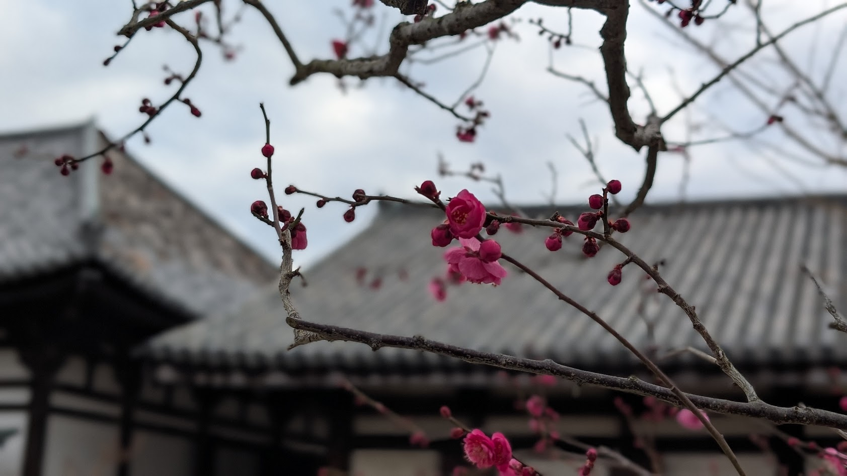 奈良 元興寺 梅の花と屋根瓦