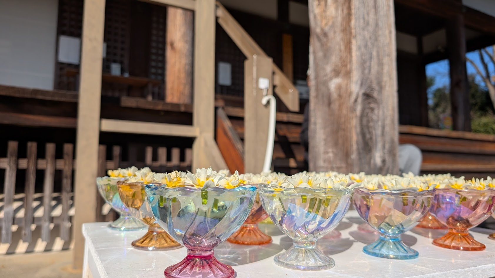 奈良 般若寺 グラス水仙