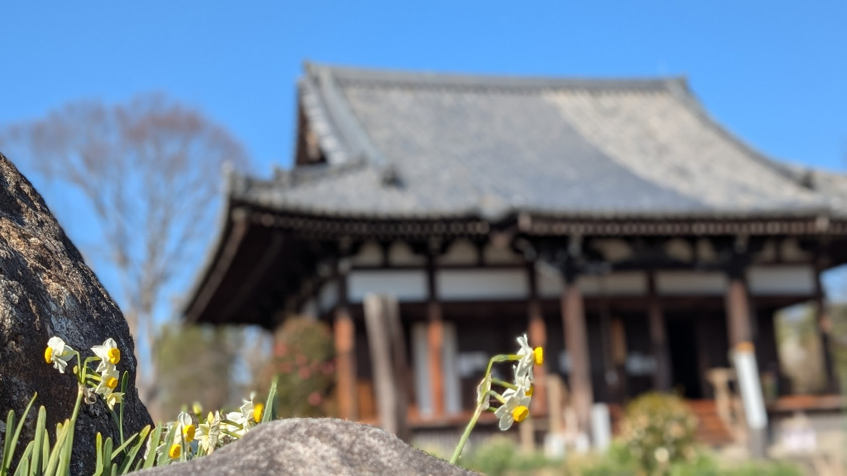 奈良 般若寺 水仙と本堂