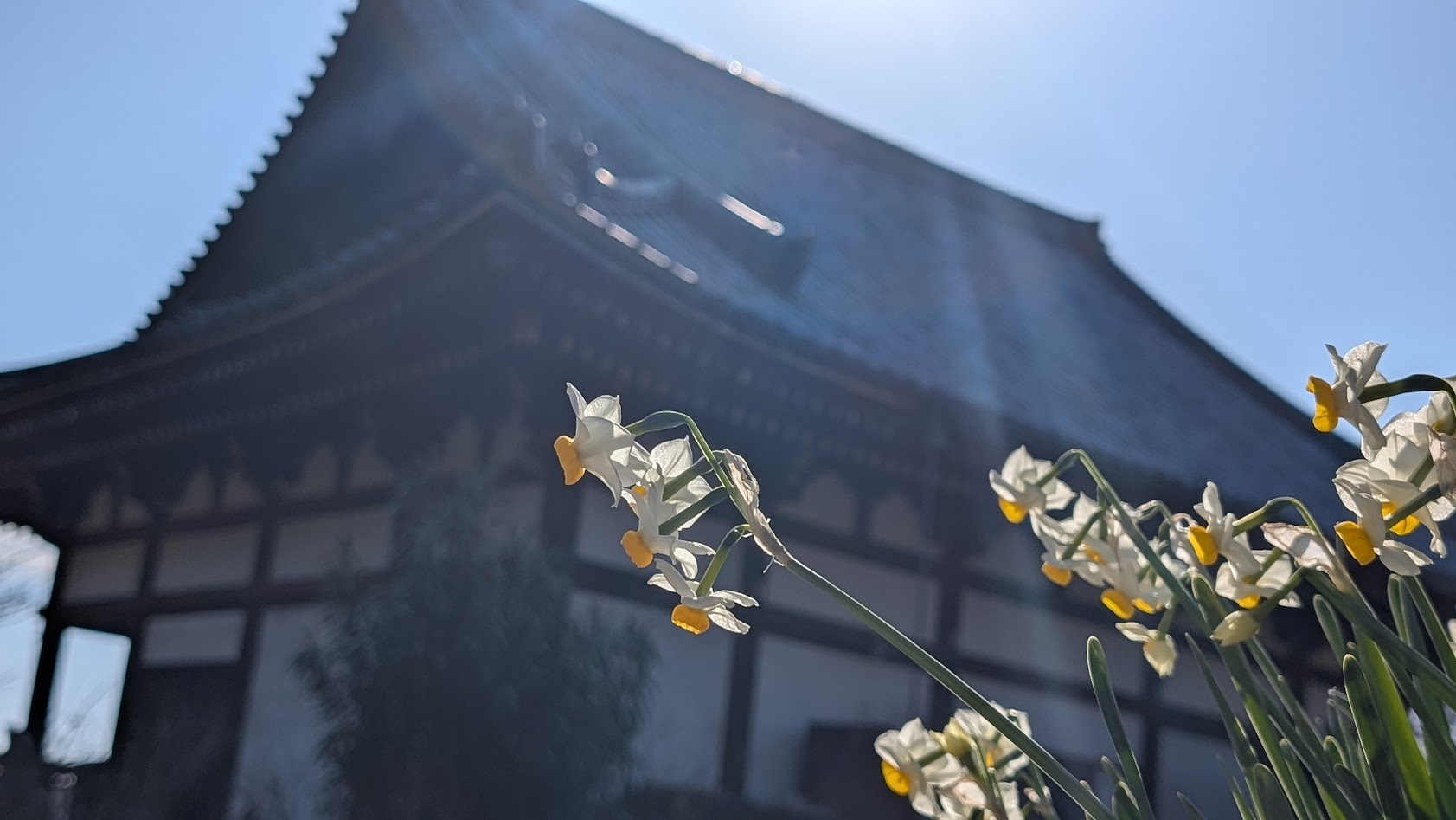 奈良 般若寺 水仙と本堂③