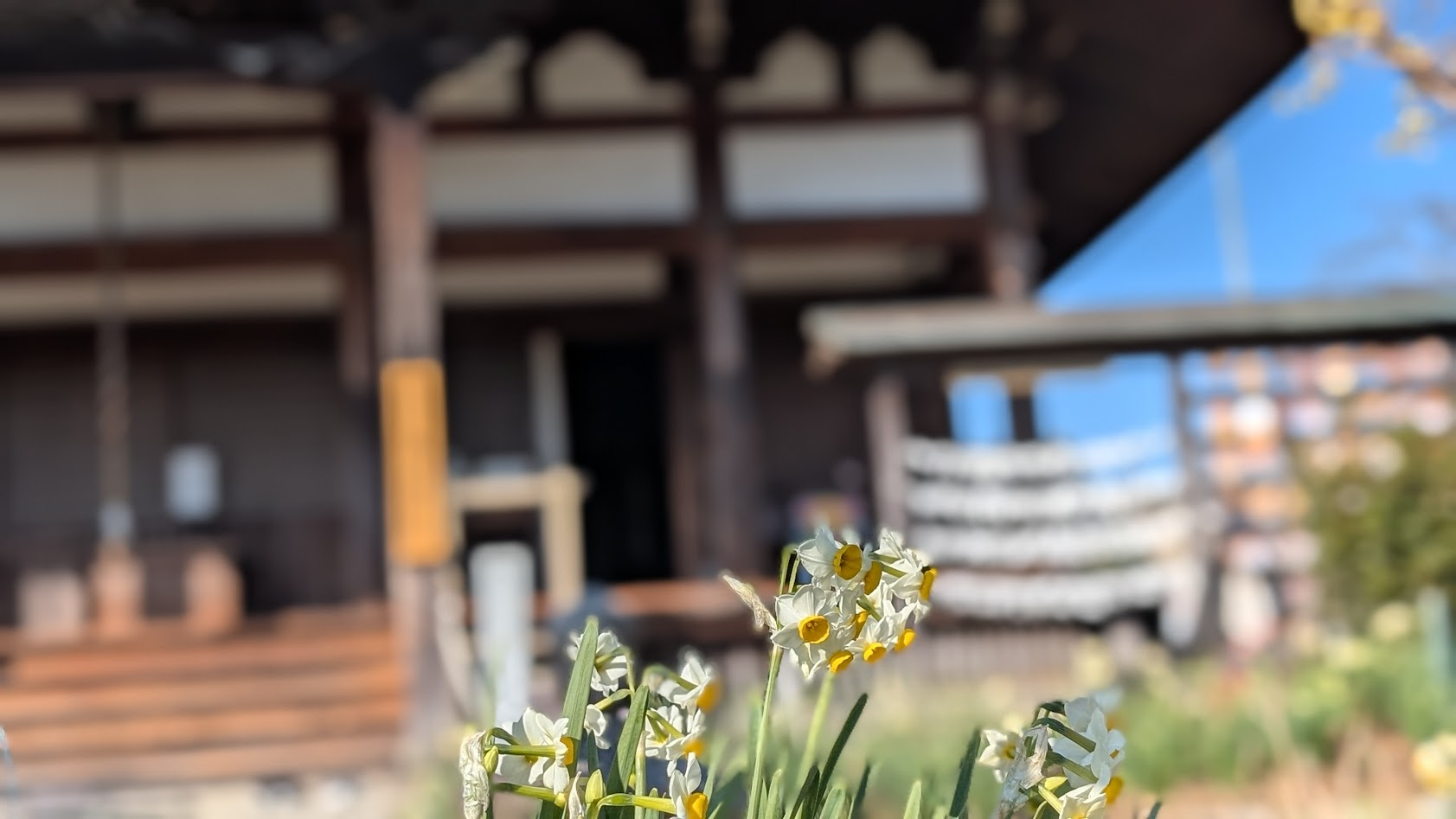 奈良 般若寺 水仙と本堂②