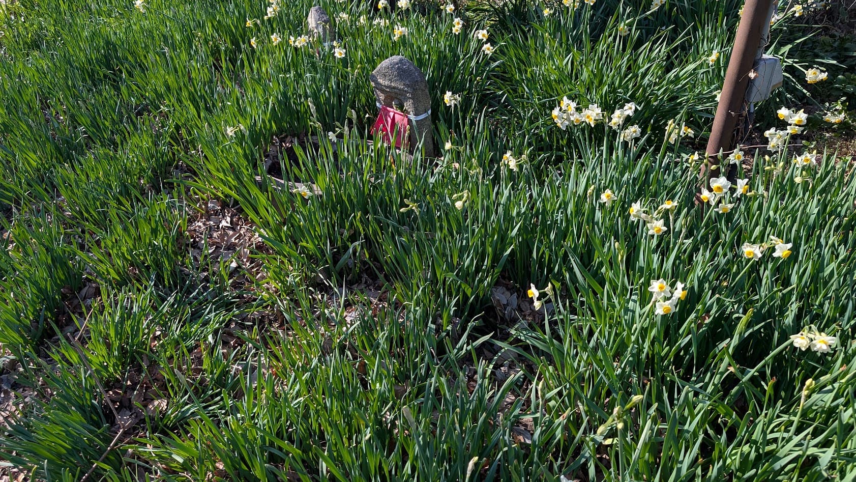 奈良 般若寺 水仙とお地蔵様