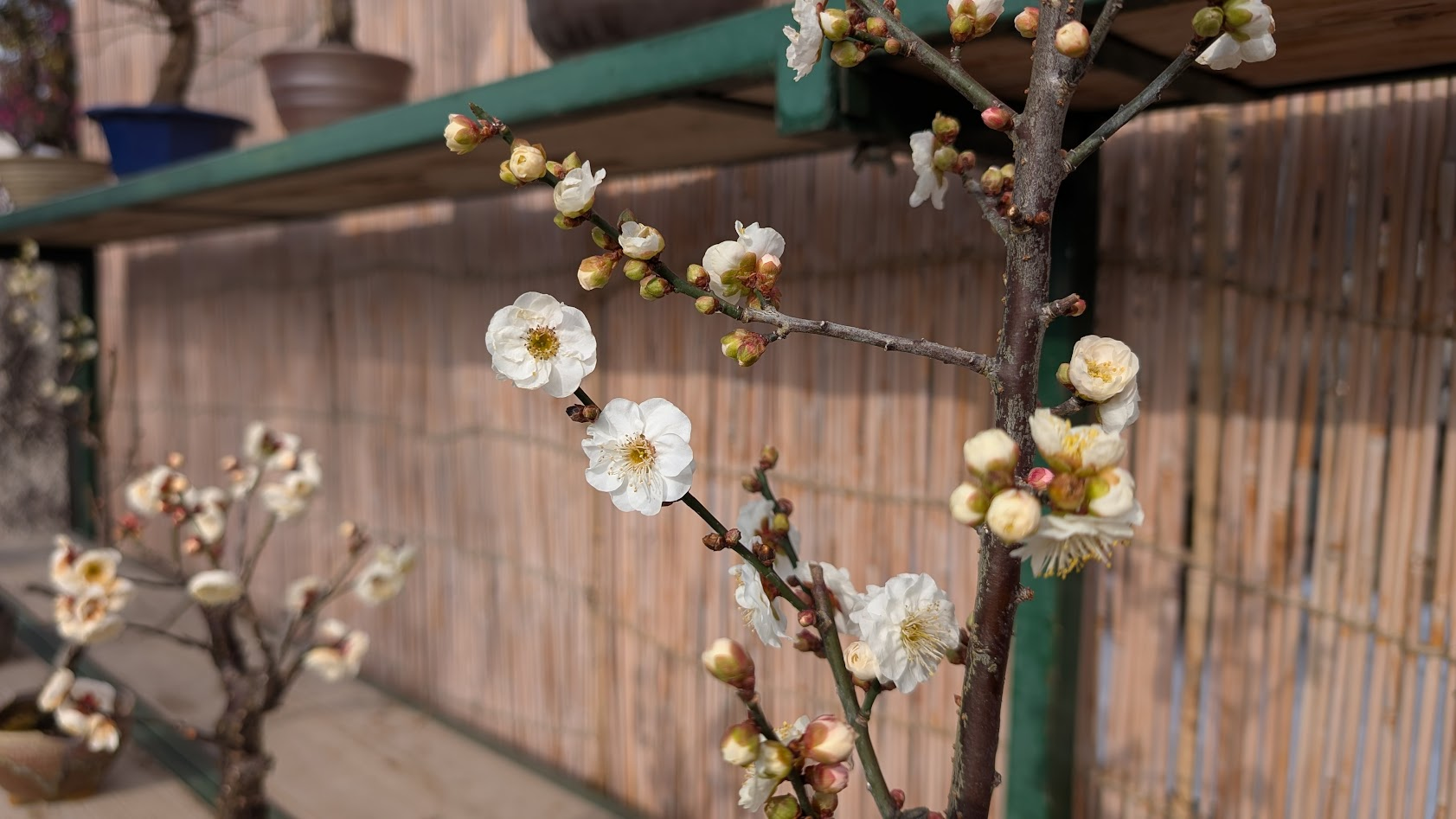 奈良 菅原天満宮 玉牡丹（白梅）