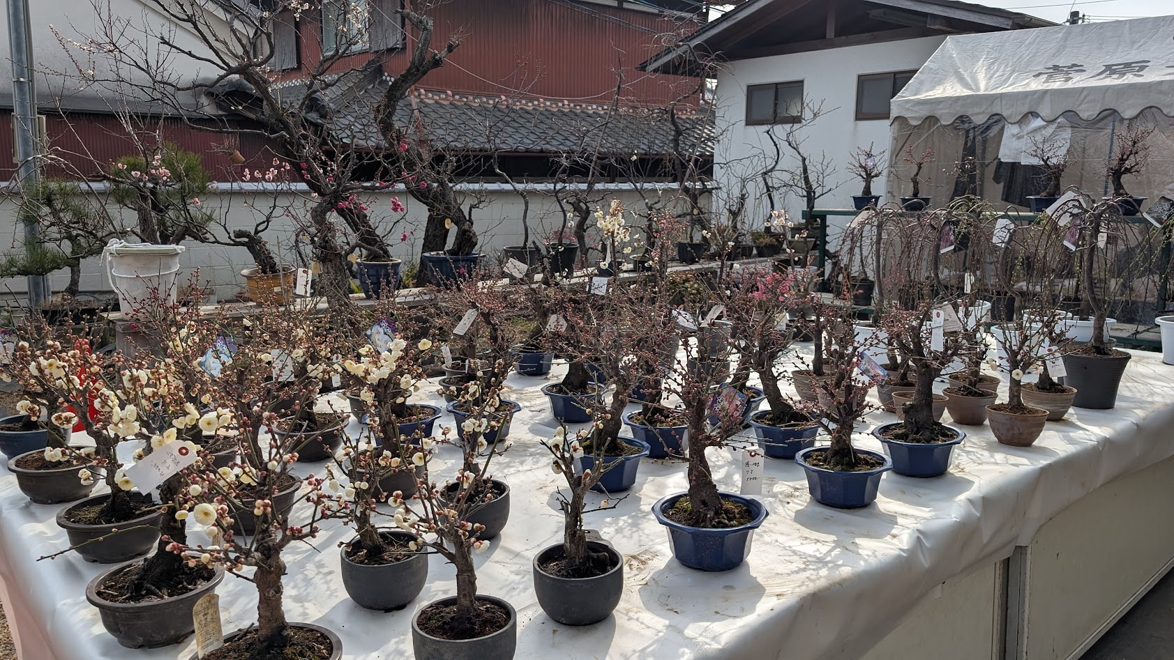 奈良 菅原天満宮 盆梅