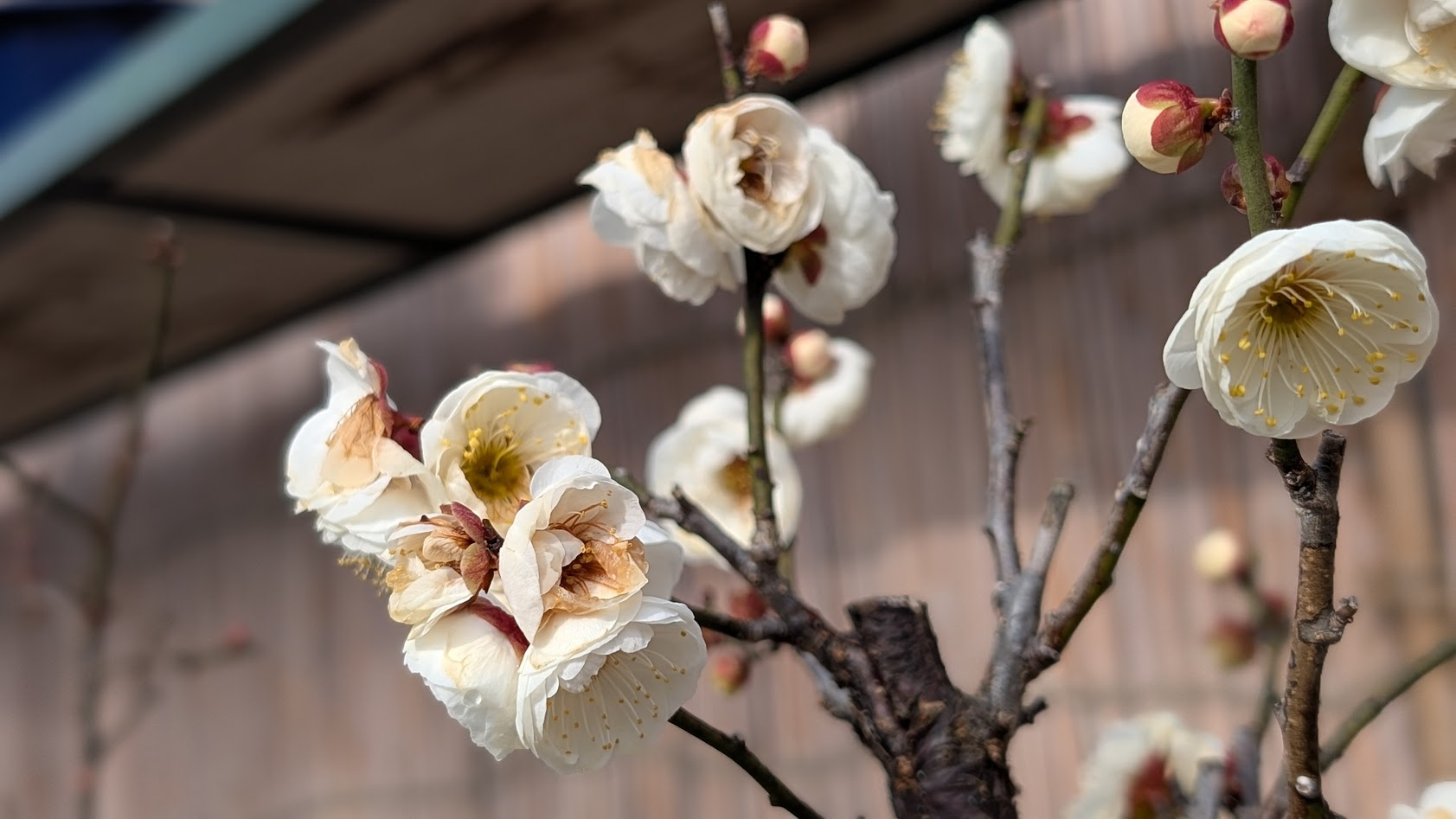 奈良 菅原天満宮 白梅