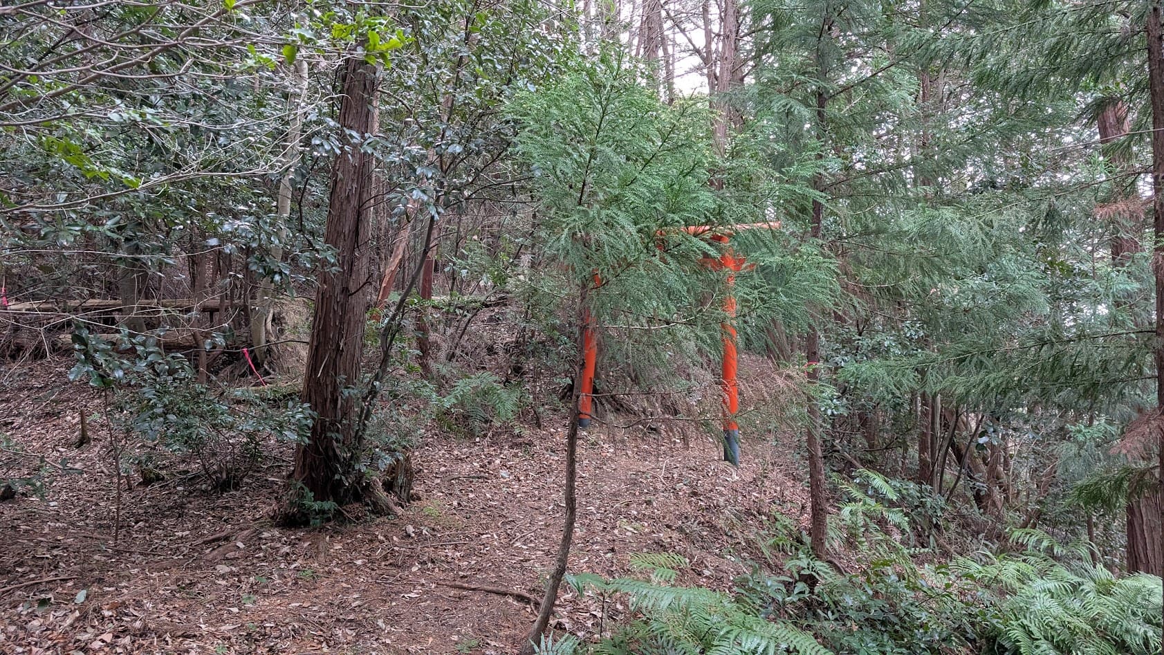 奈良県御所市・峯山百体観音の山道。木々の隙間から前方に現れる、八王大明神の赤い鳥居。