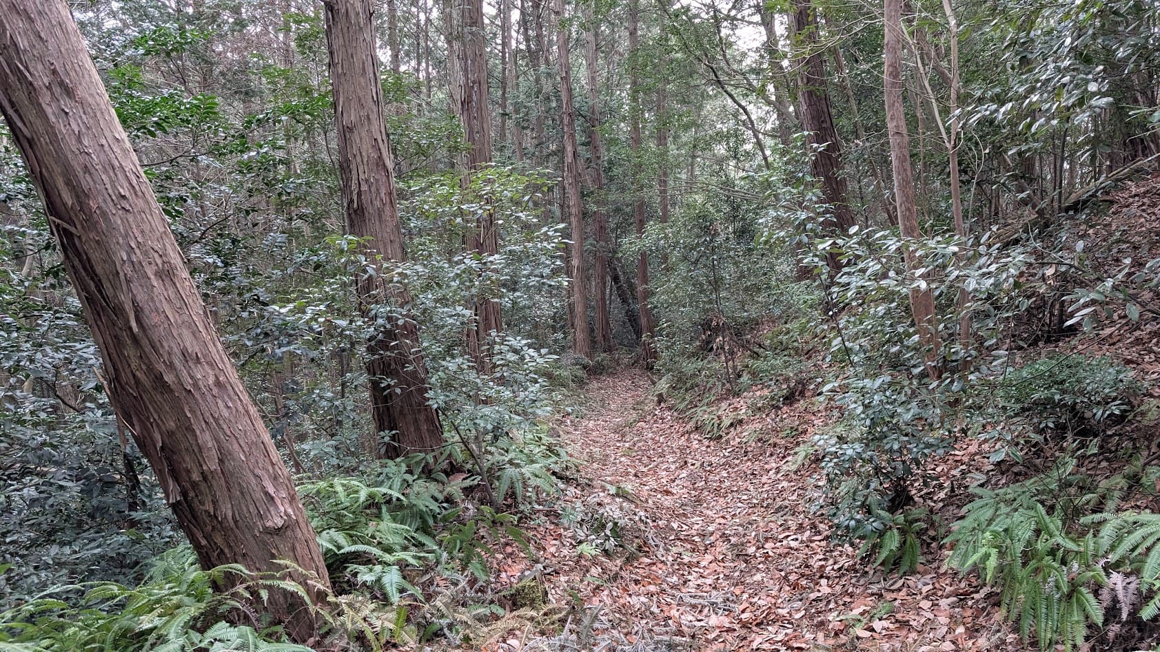 奈良県御所市・峯山百体観音。八王大明神の鳥居を抜けた先に続く、うっそうとした細い山道。