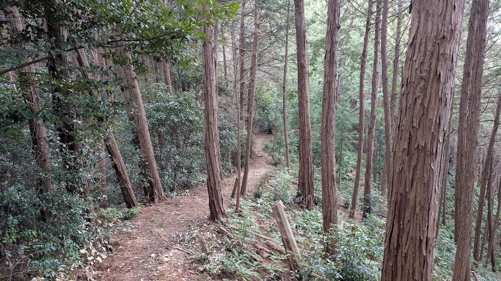 奈良県御所市・峯山百体観音。八王大明神へ向かう道中の、横が谷になった細く曲がりくねった未舗装の山道。