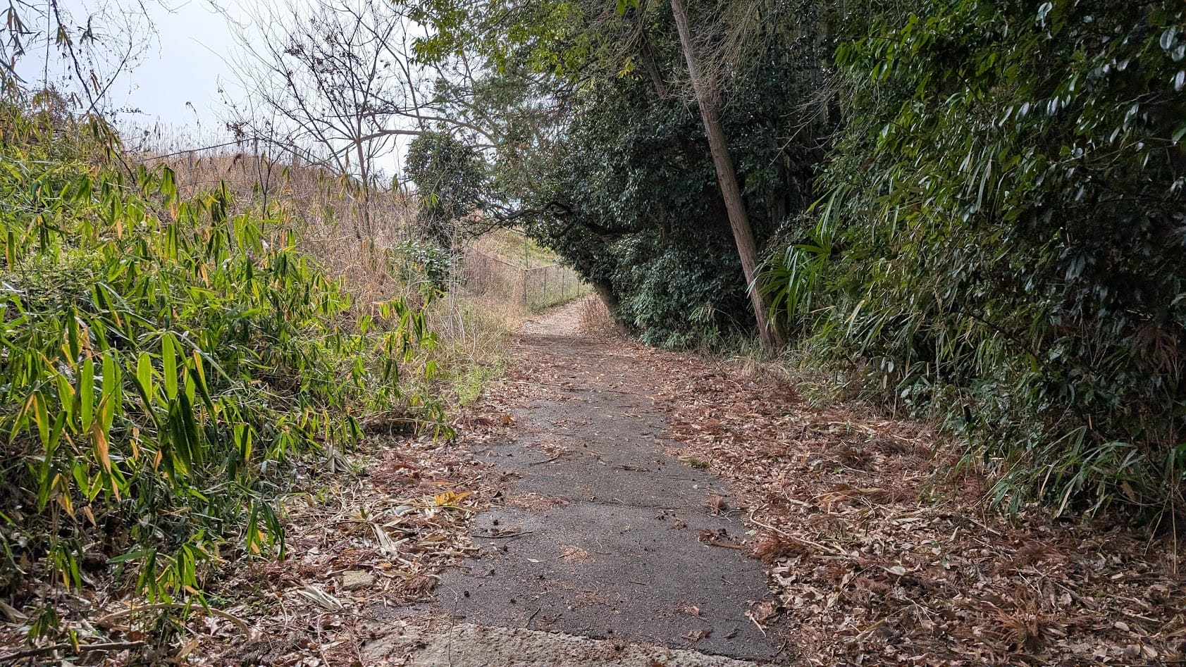 奈良県御所市・峯山百体観音。入口のフェンスを通過した直後の、落ち葉に覆われた静かな山道。