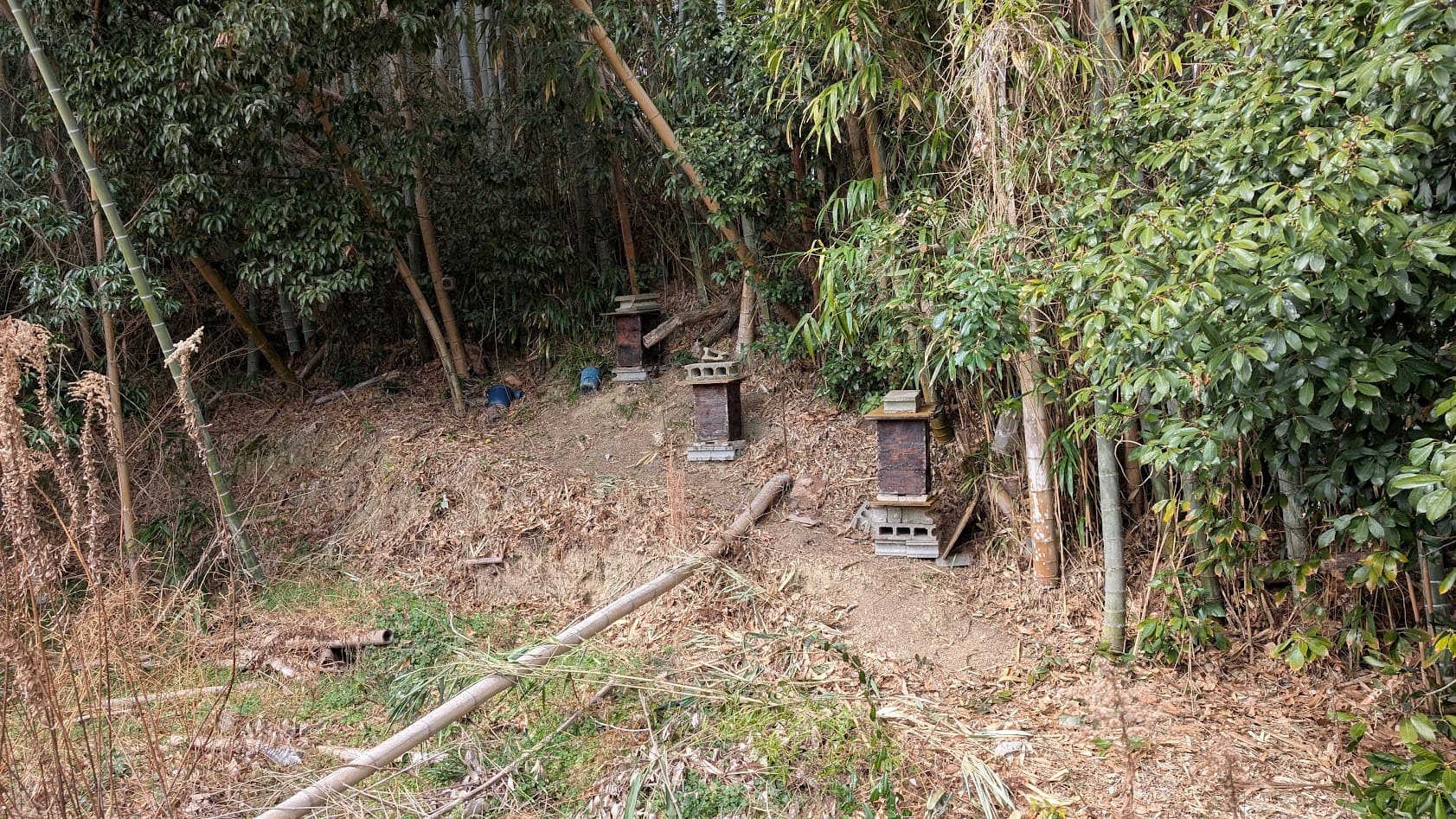 奈良県御所市・峯山百体観音の参道。未舗装の山道脇に並べられた木製の養蜂箱。