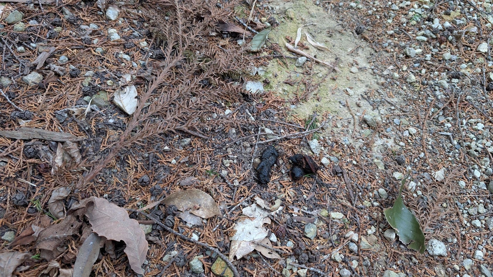 奈良県御所市・峯山百体観音の山道。路面に残された野生動物の糞と周囲の自然。