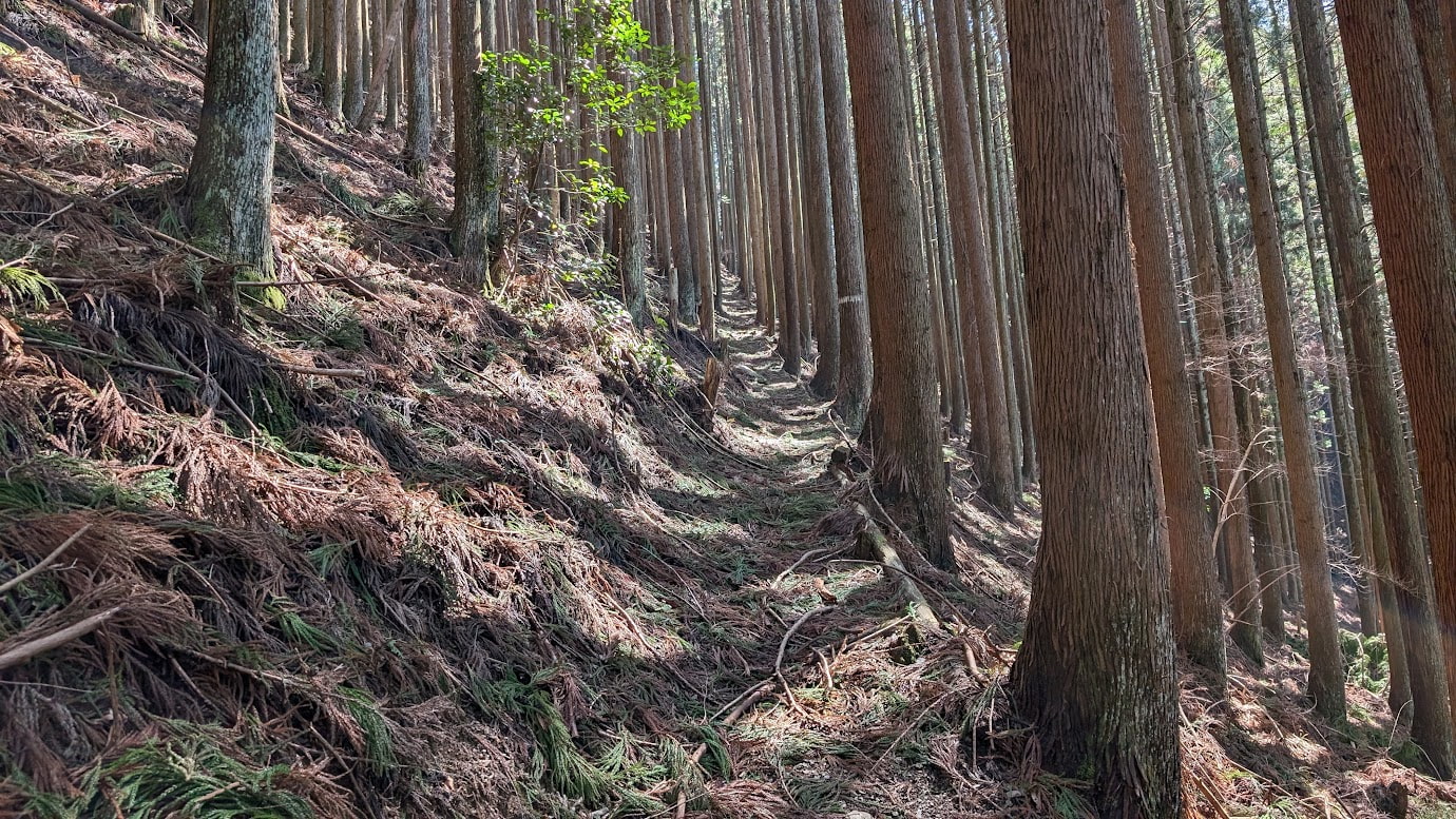 鳳閣寺の裏から続く、非常に急な山の斜面に作られた細い登山道。右側は深い谷になっており、路面は大量の杉の枯れ葉や枝で覆われている。周囲には真っ直ぐな杉の巨木が密集している。