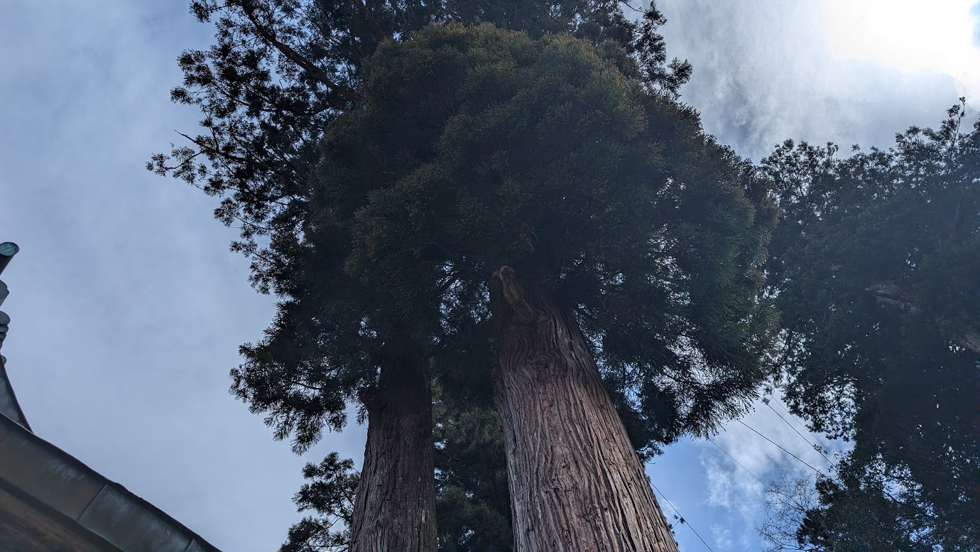 奈良県黒滝村の河分神社。境内には樹齢600年とも言われる巨大な夫婦杉の下から見上げた光景。二本の真っ直ぐな幹が天空へと伸び、周囲は深い森に囲まれている。木漏れ日が差し込み、青空が垣間見える。