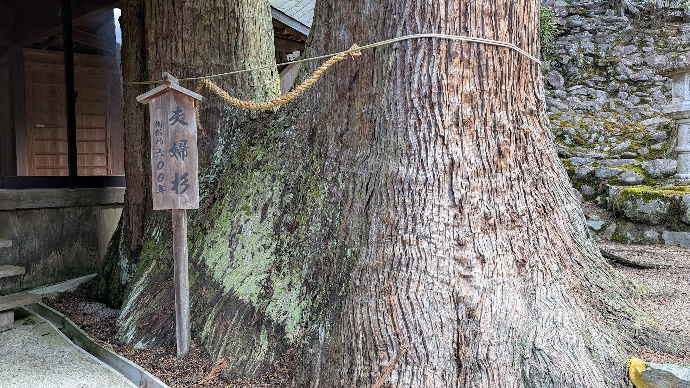 奈良県黒滝村の河分神社。境内には樹齢600年とも言われる巨大な夫婦杉の幹が立っている。樹皮は深く刻まれ、苔がむしている。周囲は深い森に囲まれ、木漏れ日が差し込んでいる。