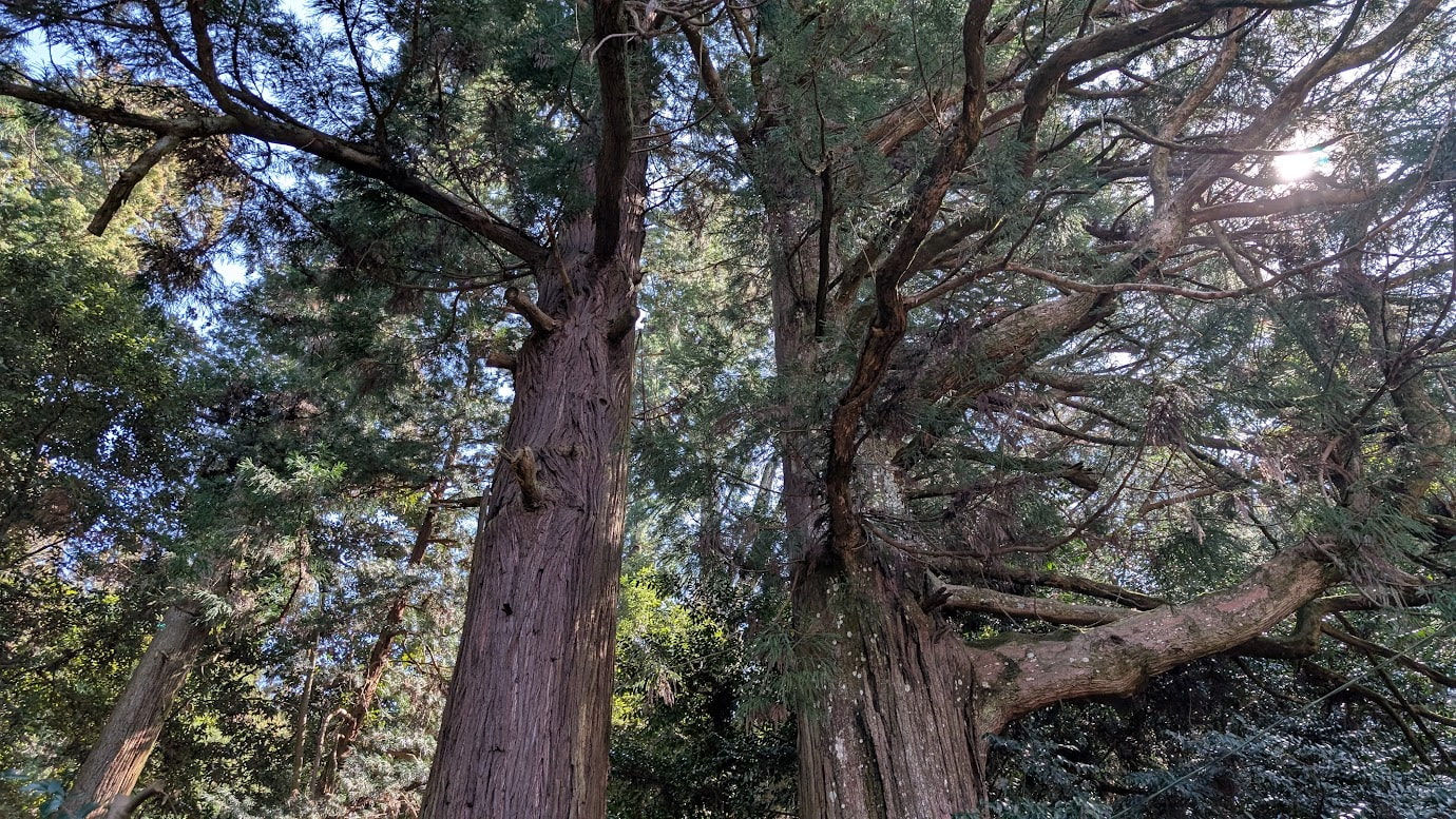 奈良県黒滝村の鳥住春日神社にある巨大な夫婦杉を真下から見上げた様子。太い枝が複雑に絡み合いながら空を覆い、枝の間から明るい太陽の光が差し込んでいる。