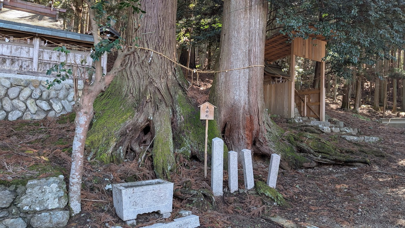 奈良県黒滝村の鳥住春日神社境内にある、巨大な夫婦杉の根元。苔むした太い幹が地深く根を張り、手前には石造りの手水鉢や古い石柱が並んでいる。背後には本殿の石垣が見える。