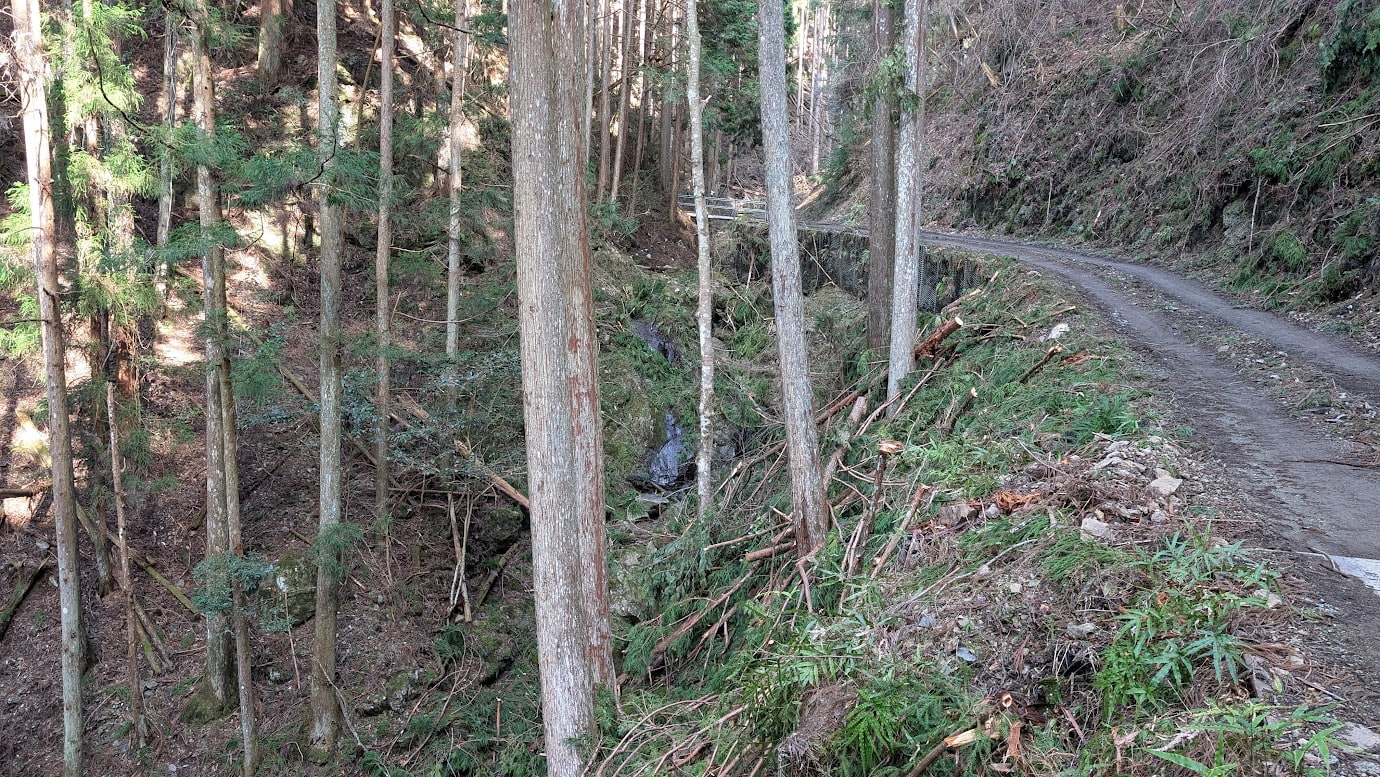 奈良県黒滝村にあるフロウの滝（不老の滝）周辺の険しい景色。高い杉の木々の間から、遥か下の谷底にわずかに水の流れが見える。手前には急斜面の未舗装路がある。