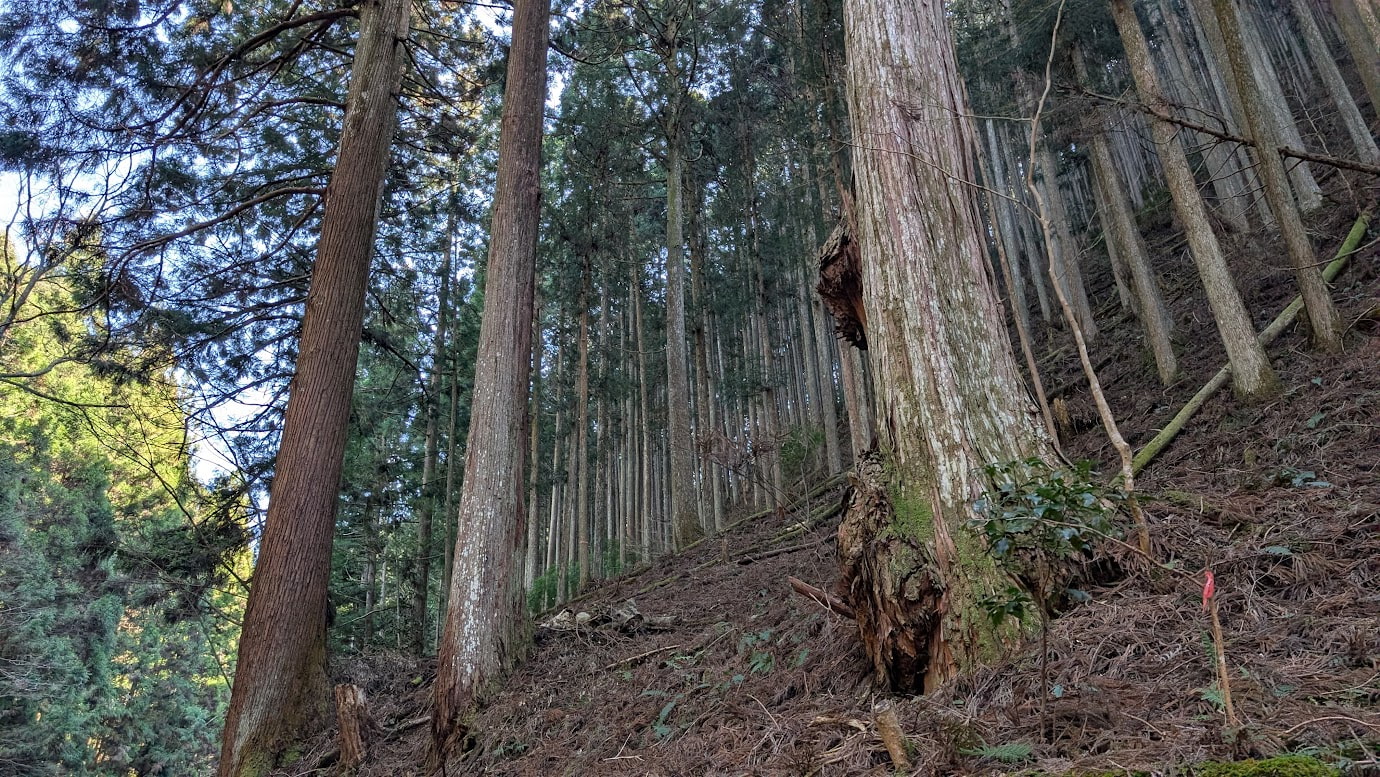黒滝村の村道脇に広がる巨木群。手前には樹皮の荒々しい巨大な古木があり、背後には真っ直ぐに伸びた杉林が斜面に沿って密集している。