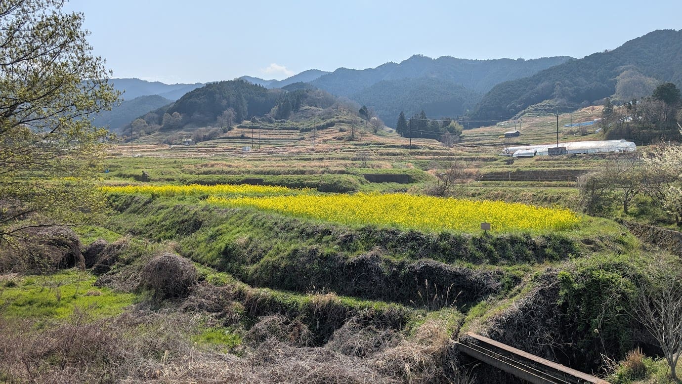 奈良県明日香村、都塚古墳へと続く道から見える棚田の風景。段々になった田んぼの一角に鮮やかな黄色い菜の花が満開になっており、遠くには飛鳥の山々とビニールハウスが並ぶ、のどかな春の里山風景(2026年3月30日撮影)。