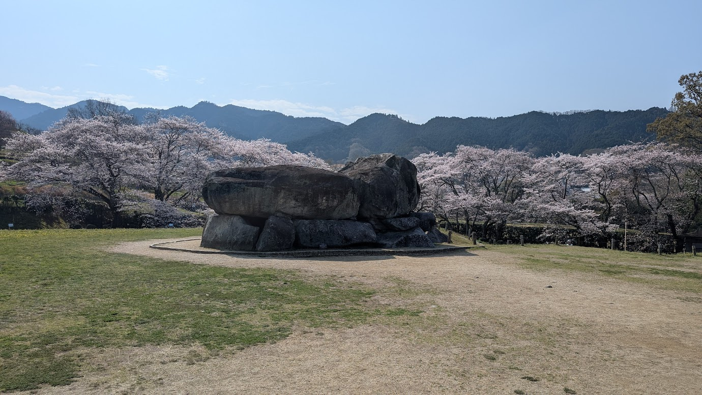 奈良県明日香村の石舞台古墳。青空の下、巨大な石室が露出した古墳の周囲を、満開のソメイヨシノが円を描くように囲んでいる風景。背景には飛鳥の山々が広がる（2026年3月30日撮影）。