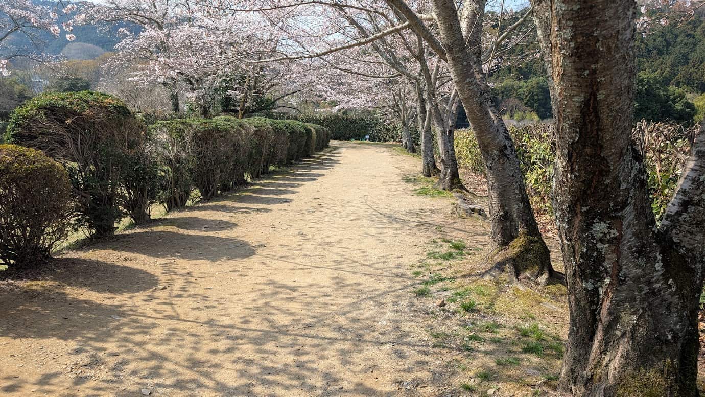 石舞台古墳の外周にある、舗装されていない土と芝生の道。満開の桜並木の下に続いており、のどかな飛鳥の風景を楽しめる散策路（2026年3月30日撮影）。