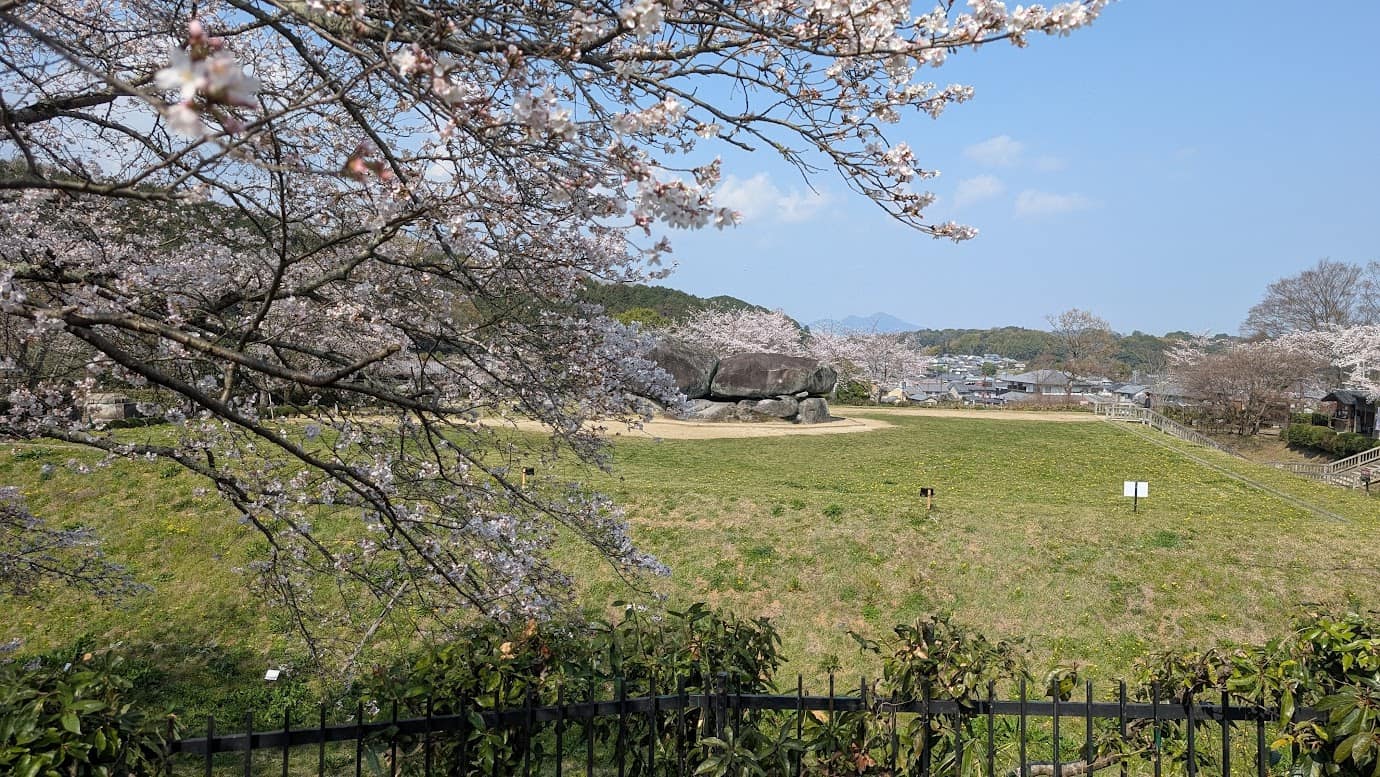 奈良県明日香村、石舞台古墳の外周道路から眺めた景色。手前にある満開の桜の枝越しに、広い芝生広場の中央に鎮座する巨石(石舞台古墳)が見える。有料エリアに入らなくても楽しめる春の風景(2026年3月30日撮影)。