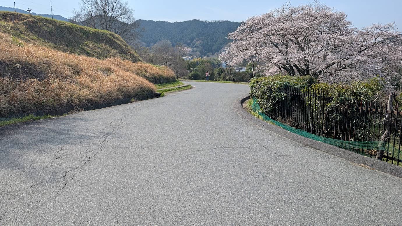 奈良県明日香村、石舞台古墳の北側を通る舗装された直線道路。右側には満開の桜並木が広がり、遠くには飛鳥の山々がそびえる。春の柔らかな光に包まれた、静かで開放感のある散策ルート(2026年3月30日撮影)。