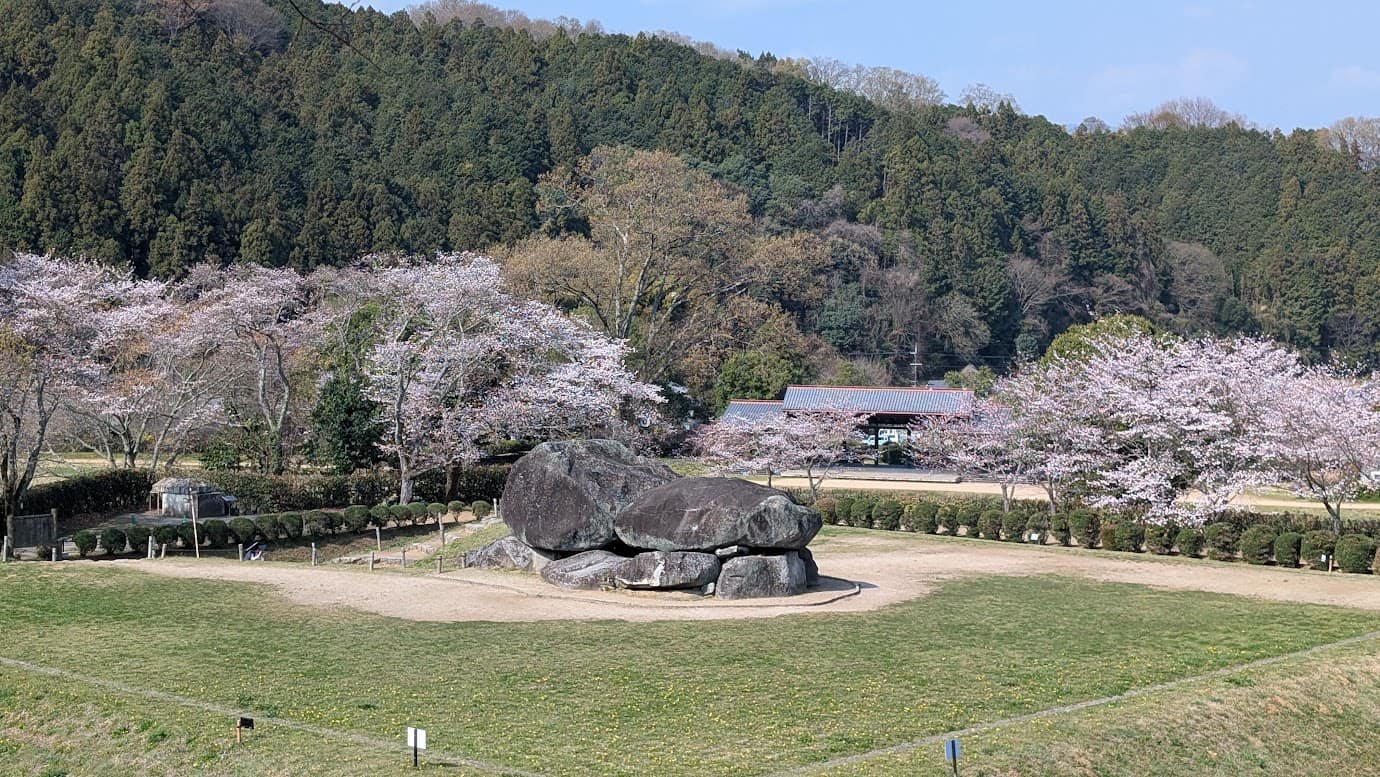 1枚目のビュースポットからスマホで撮影した石舞台古墳。手前に広い芝生、中央に巨石、そして周囲を囲む満開の桜並木がきれいに収まっているパノラマ風景（2026年3月30日撮影）。