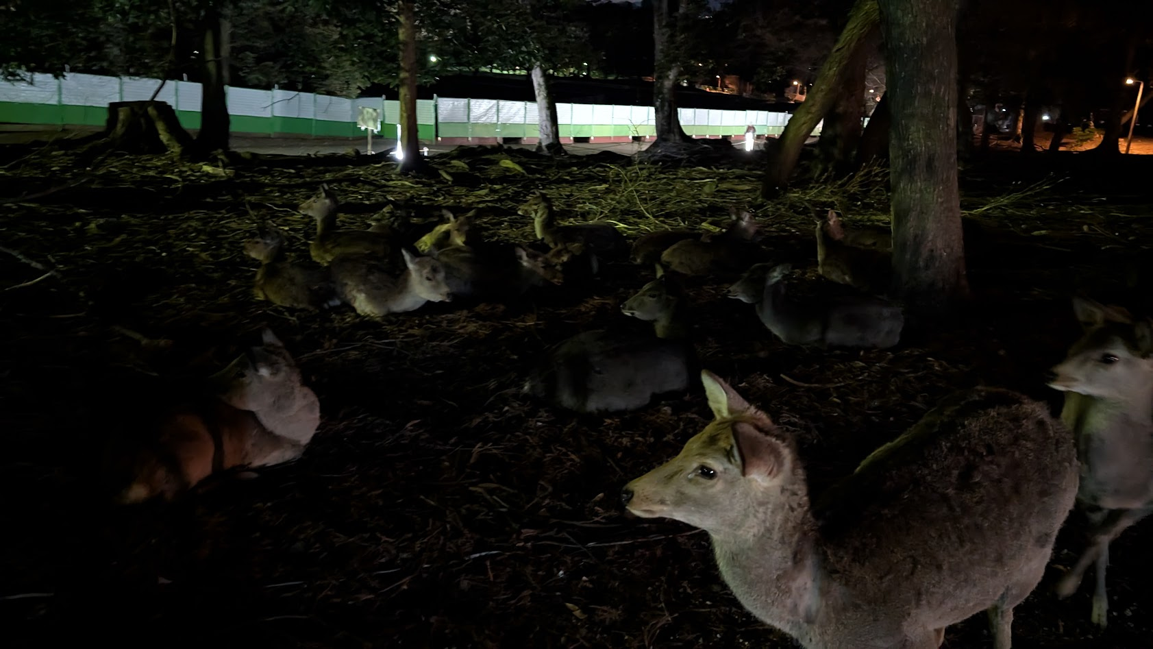 夜の奈良公園、木陰や芝生の上で、数頭が体を寄せ合って静かに眠っている鹿たちの姿。